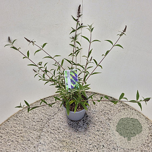 Buddleja d. 'Empire Blue' 40-50 cm 3,0L