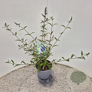 Buddleja d. 'Empire Blue' 40-50 cm 3,0L