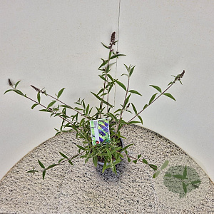 Buddleja d. 'Empire Blue' 40-50 cm 3,0L