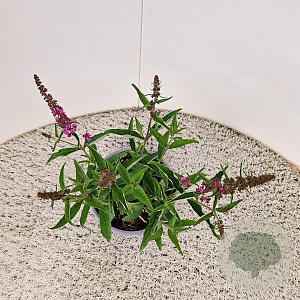 Buddleja d. Pink Micro Chip 30-40 cm 3,0L