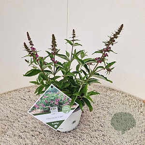 Buddleja d. Pink Micro Chip 30-40 cm 3,0L