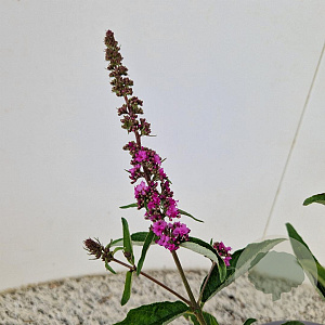 Buddleja d. Pink Micro Chip 30-40 cm 3,0L