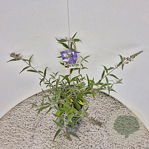Buddleja 'Lochinch' 40-50 cm 3,0L