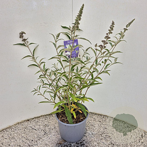 Buddleja 'Lochinch' 40-50 cm 3,0L