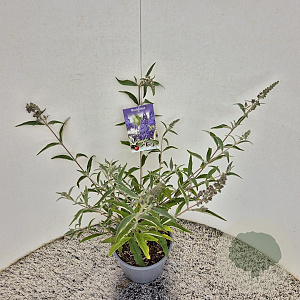 Buddleja 'Lochinch' 40-50 cm 3,0L
