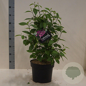Callicarpa bod. 'Profusion' 80-100 cm 10L