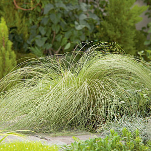 Carex comans 'Frosted Curls' GM P9 BIO
