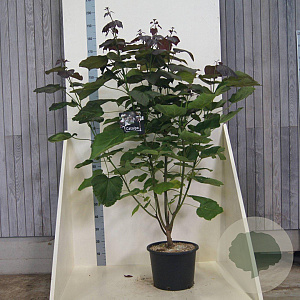 Catalpa erubescens 'Purpurea' 150-175 cm 20L meerstammig