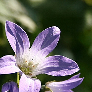 Campanula lact. 'Superba' GM P9
