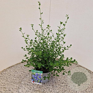 Ceanothus impressus 'Victoria' 30-40 cm 2,5L