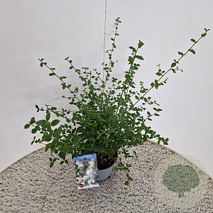 Ceanothus thyr. 'Millerton Point' 30-40 cm 2,5L