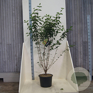 Cornus mas 150-175 cm 20L meerstammig