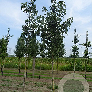 Davidia involucrata 400-450 cm draadkluit meerstammig 200-250 diameter