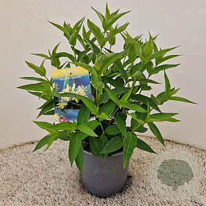 Diervilla sessilif. 'Butterfly' 30-40 cm 2,5L