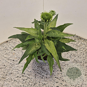 Echinacea p. 'Alba' 25-30 cm 2,5L