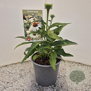 Echinacea p. 'Alba' 25-30 cm 2,5L