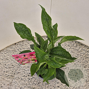 Echinacea purpurea 25-30 cm 2,5L