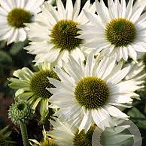 Echinacea p. 'Virgin' GM P9