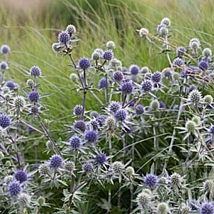 Eryngium tripartitum GM P9