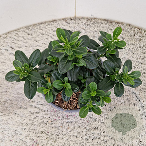 Escallonia laevis Pink Elle 25-30 cm 2,5L