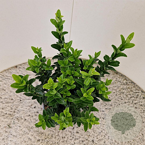 Euonymus jap. 'Green Spire' 30-35 cm 2,5L
