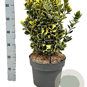 Euonymus jap. Marieke 30-35 cm 2,5L