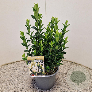 Euonymus jap. Paloma Blanca 25-30 cm 2,5L