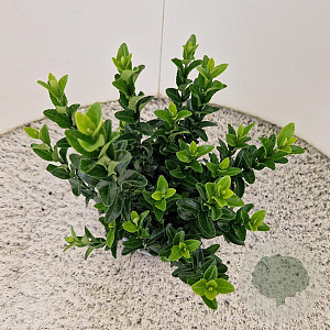 Euonymus jap. Paloma Blanca 25-30 cm 2,5L