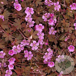 Geranium 'Bob's Blunder' GM P9