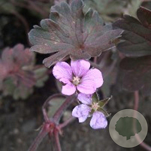 Geranium 'Bob's Blunder' GM P9
