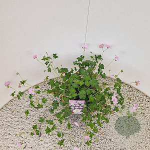 Geranium Dreamland 25-30 cm 2,5L
