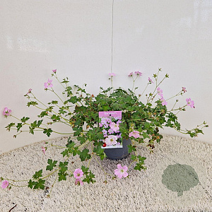 Geranium Dreamland 25-30 cm 2,5L