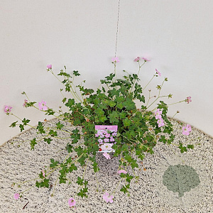 Geranium Dreamland 25-30 cm 2,5L