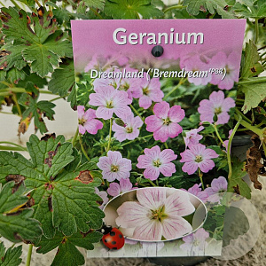 Geranium Dreamland 25-30 cm 2,5L