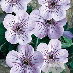 Geranium 'Joy' GM P9