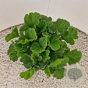Geum rivale 'Mai Tai' 30-35 cm 2,5L