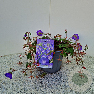 Geranium Rozanne 25-30 cm 2,5L