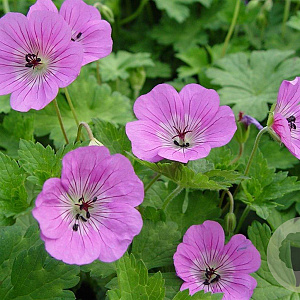 Geranium 'Sylvia's Surprise' GM P9