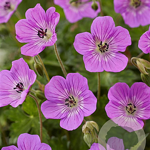 Geranium w. 'Kelly Anne' GM P9