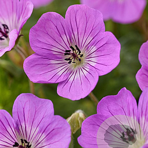 Geranium w. 'Kelly Anne' GM P9