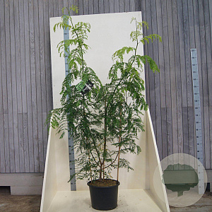 Gleditsia triac. 'Skyline' 150-175 cm 20L meerstammig