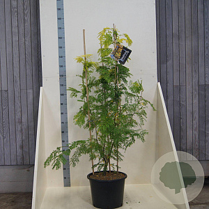 Gleditsia triac. 'Sunburst' 150-175 cm 20L meerstammig