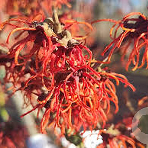 Hamamelis int. 'Rubin' 175-200 cm draadkluit struik op Stam