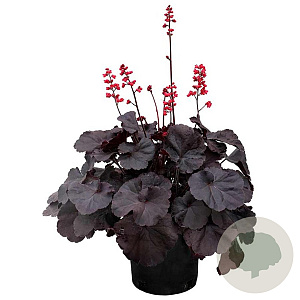 Heuchera 'Black Forest Cake' GM P9