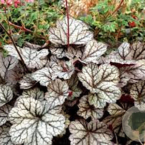 Heuchera 'Glitter' GM P9