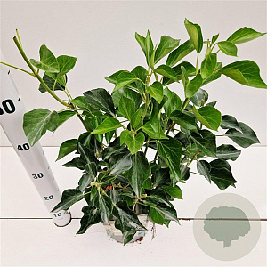 Hedera hel. 'Arborescens' 25-30 cm 2,5L