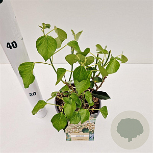 Hedera hel. 'Arborescens' 25-30 cm 2,5L