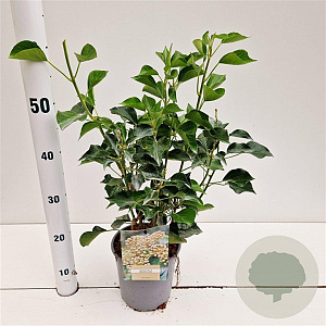 Hedera hel. 'Arborescens' 25-30 cm 2,5L