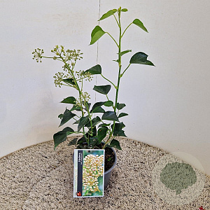 Hedera hel. 'Arborescens' 25-30 cm 2,5L