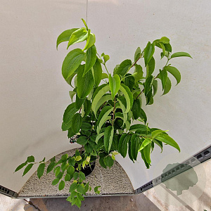 Heptacodium miconioides 120-140 cm 10L